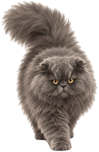 Il gatto grigio che cammina