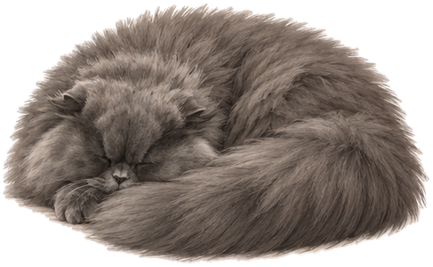 Il gatto grigio addormentato