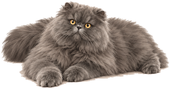 Il gatto grigio sdraiato